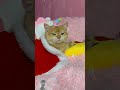 #cat #funny @CoComelon @ChuChuTV @colorstv Cat funy video 🥰🥰🥰