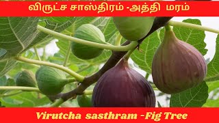 விருட்ச சாஸ்திரம் -2 l அத்தி மரம் l வீட்டில் வளர்க்க வேண்டிய மரங்கள் l virutcha sasthram