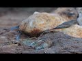 discover birding portugal cabranosa sagres 27 08 2022 vlog231