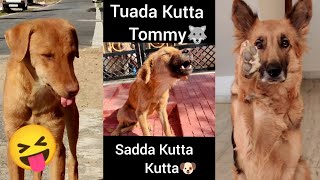 Tuada Kutta Tommy Sadda Kutta Kutta😂 | Feelings | Big Boss | Shehnaaz Gill | Yashraj Mukhate | Tommy