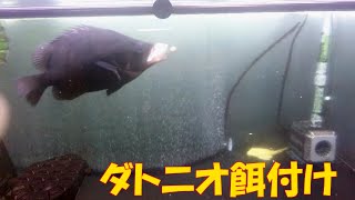 ダトニオ＋１給餌