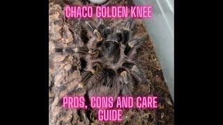 Grammostola Pulchripes (Chaco Golden Knee): Pros, Cons and Care Guide