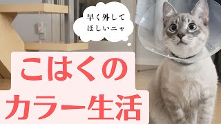 去勢手術後にふてくされている猫はこちらです（エリザベスカラー装着中）