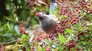 20200929杉林溪鳥兒吃狀元紅鳥