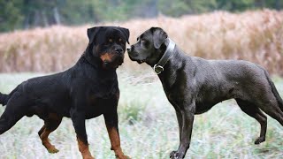 Rottweiler vs Labrador : Which is best for you?