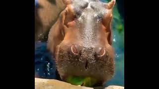 Hippos have the ability to clench their jaws at nearly 180 degrees