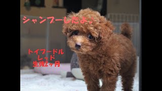 トイプードル子犬 フリータイムの愛称けいちゃん（生後2ヶ月）