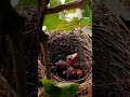 Bulbul Babies in the Nest: Growing Up in the Wild #shortvideo #ytshortsvideo