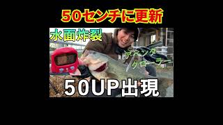 【バス釣り】トップウォーターで50UP捕獲　#Shorts