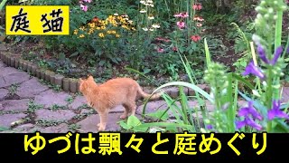 【庭猫】ゆづは飄々と庭めぐり