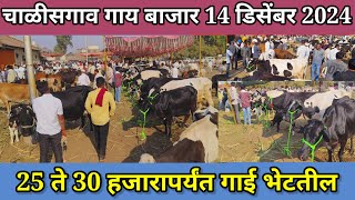 चाळीसगाव गाय बाजार live 🔴 14 डिसेंबर 2024 || 25 ते 30 हजाराच्या गाई भेटतील #cowmandi