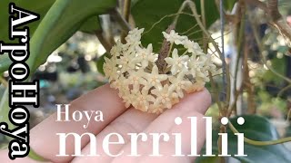 hoya merrillii