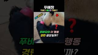 푸바오의 이 행동 경련 증상이 남아있는걸까?