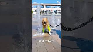 噴水で水遊び！嬉しそうなゴールデンレトリーバー