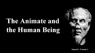 Ennead 1.1 - THE ANIMATE \u0026 THE HUMAN BEING