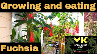 Growing and Eating Fuchsia