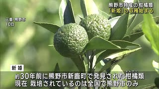 全国で唯一の産地「新姫」の収穫始まる　三重県熊野市 (24/10/12 12:17)