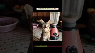 Cat in Blender Full Video 😭😭Video Kucing di blender kena viral tiktok twitter