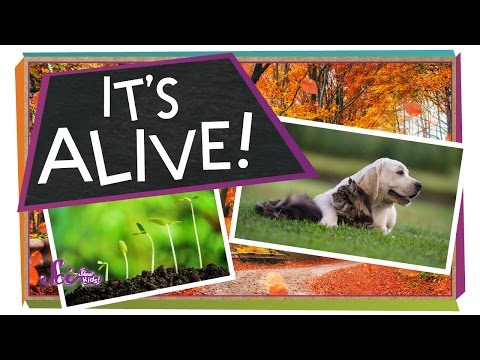 Can non living things have cells?
