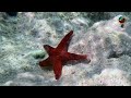 Maldives, Maafushi Tour - Snorkeling at Coral Gargen, Turtle, Lunch at Sandbank 2023