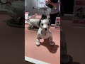 aibo at sony store ginza