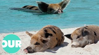 Discover a Beach Full of Cuteness | Our World