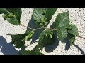 Leaf Galls |Daphne Richards |Central Texas Gardener