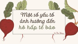 Một số yếu tố ảnh hưởng đến hô hấp tế bào (phần 2) - Khoa học tự nhiên lớp 7 - OLM.VN