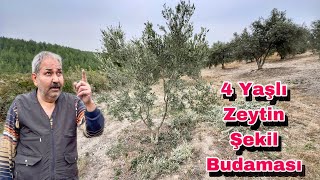 Şekil Budaması Nasıl Yapılır ? 4 Yaş Zeytin Budaması #zeytinbudama