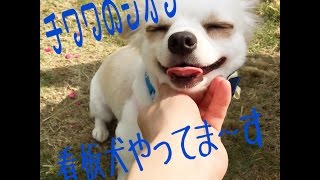 口コミで人気　チワワ　看板犬シオンくん　癒し犬　エステ　耳つぼダイエット　【茨城県常陸太田市　水戸　日立　那珂】