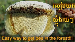 How to get honey Bee In Cambodia - |Cambodia Wonder|  របៀបយកឃ្មុំងាយៗ