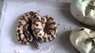 Cutting Ball Python Eggs Early