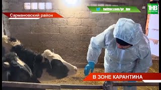 🐄 В Татарстан пришел еще один вирус - его жертвами становятся коровы * Сарманово | ТНВ