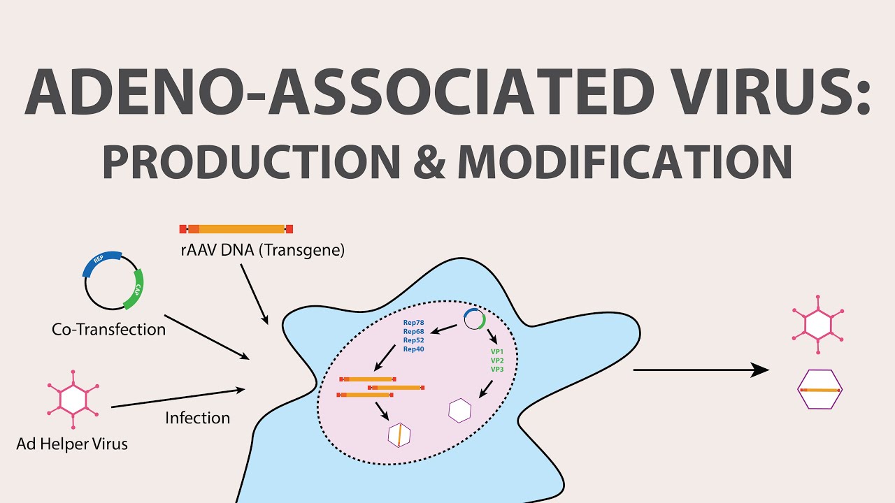 2) Adeno Associated Virus (AAV) - Production And Modification Of AAV ...