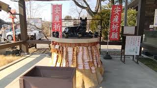 群馬玉村八幡宮⛩️安産撫で犬🐕‍🦺⛩️