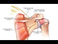 Two Minutes of Anatomy: Suprascapular Nerve