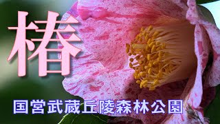 国営武蔵丘陵森林公園のツバキ (椿) ~咲き始めの椿園~  (品種名入り花図鑑) Beautiful Japanese Camellia Flowers : 埼玉県比企郡滑川町山田 : 4K