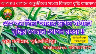 🔥🔥🌵আমার ড্রাগন বাগান বৃদ্ধির💹 পেছনে গোপন রহস্য কি রয়েছে, 😱তা আজ আপনাদের সামনে তুলে ধরলাম!!👍