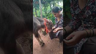 निशब्द प्रेम #म्हैस  #villagelife  #nature #minivlog  #कोकण #पाऊस #शेती  #रानभाजी  #गांव #कोल्हापूर