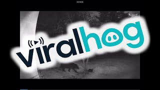 Bear Chews On Security Camera || ViralHog