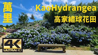 [4K 60fps] 萬里高家繡球花田 | KaoHydrangea in Wanli | Galaxy S23 Ultra