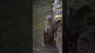 Cute otters dancing happily #short #shorts #animal #otter #happy #dance #dancing #ottervideos