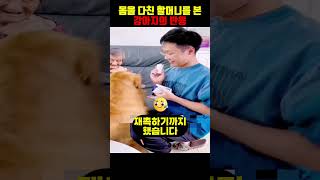 아픈 100세 할머니를 본 강아지의 놀라운 행동