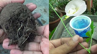 How To Grow Butterfly Pea Vine From Cutting