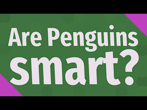 Are Penguins smart?