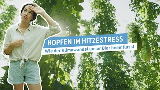 Hopfen im Hitzestress: Wie der Klimawandel unser Bier beeinflusst