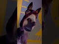 morning donkey 😂❤️ donkey funny shorts youtubeshorts 1kcreator