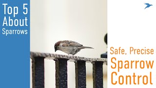 5 Things to Know About Sparrows