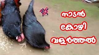 നാടൻ കോഴി വളർത്തൽ | Nadan Kozhi Valarthal | Poultry tops | Aviyal media by Das Pakkat