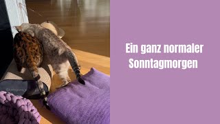 Lily kann ein kleines Teufelchen sein #bengalkatze #katze #katzenvideos #miau #katzenaufyoutube